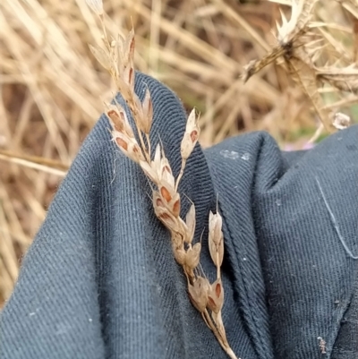 Bromus hordeaceus (A Soft Brome) at Fadden, ACT - 12 Feb 2023 by KumikoCallaway