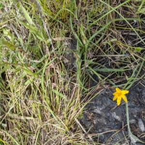 Hypoxis hygrometrica at Kambah, ACT - 9 Nov 2022