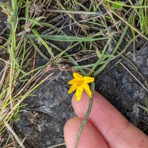 Hypoxis hygrometrica at Kambah, ACT - 9 Nov 2022