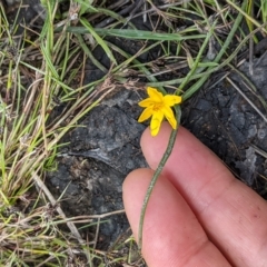 Hypoxis hygrometrica at Kambah, ACT - 9 Nov 2022