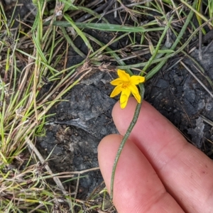 Hypoxis hygrometrica at Kambah, ACT - 9 Nov 2022