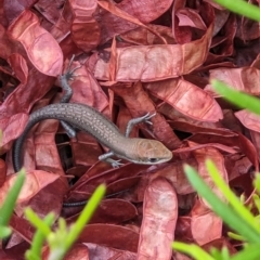 Carlia tetradactyla (Southern Rainbow Skink) at Thurgoona, NSW - 2 Feb 2023 by ChrisAllen