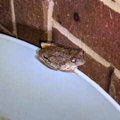 Litoria peronii (Peron's Tree Frog, Emerald Spotted Tree Frog) at Thurgoona, NSW - 9 Feb 2023 by ChrisAllen