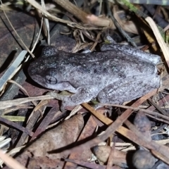 Litoria peronii (Peron's Tree Frog, Emerald Spotted Tree Frog) at Fadden, ACT - 31 Jan 2023 by KumikoCallaway