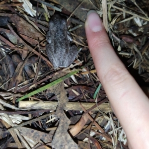 Litoria peronii at Fadden, ACT - 31 Jan 2023