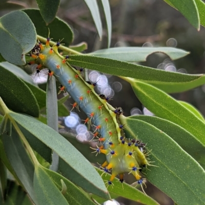 Opodiphthera eucalypti (Emperor Gum Moth) at Tarago, NSW - 9 Feb 2023 by DrDJDavidJ