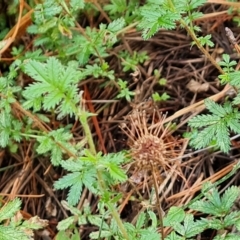 Acaena novae-zelandiae (Bidgee Widgee) at Isaacs, ACT - 13 Feb 2023 by Mike