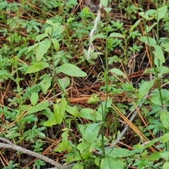 Mentha diemenica (Wild Mint, Slender Mint) at Isaacs, ACT - 13 Feb 2023 by Mike