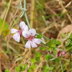 Pelargonium australe (Austral Stork's-bill) at Isaacs, ACT - 13 Feb 2023 by Mike