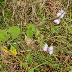 Pelargonium australe at Isaacs, ACT - 13 Feb 2023