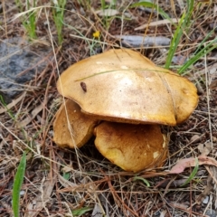 Suillus luteus (Slippery Jack) at Isaacs, ACT - 13 Feb 2023 by Mike