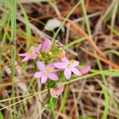 Centaurium sp. (Centaury) at Isaacs, ACT - 13 Feb 2023 by Mike