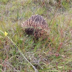 Tachyglossus aculeatus (Short-beaked Echidna) at Tarago, NSW - 11 Dec 2022 by DrDJDavidJ