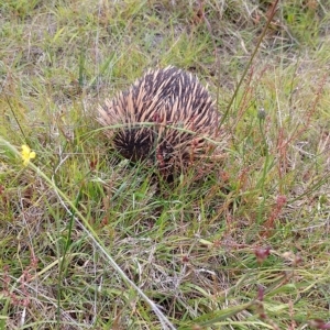 Tachyglossus aculeatus at Tarago, NSW - 11 Dec 2022