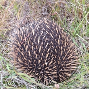 Tachyglossus aculeatus at Tarago, NSW - 11 Dec 2022