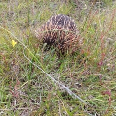 Tachyglossus aculeatus at Tarago, NSW - 11 Dec 2022