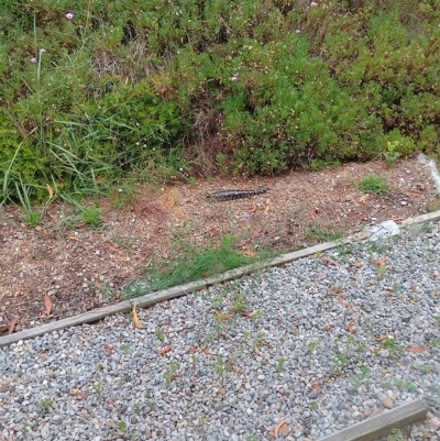 Tiliqua nigrolutea (Blotched Blue-tongue) at Tarago, NSW - 16 Jan 2023 by DrDJDavidJ