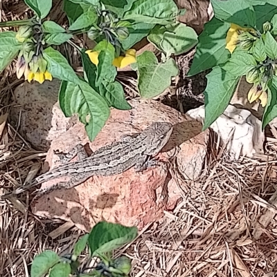 Amphibolurus muricatus (Jacky Lizard) at Goulburn Mulwaree Council - 12 Feb 2023 by DrDJDavidJ