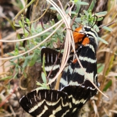 Comocrus behri (Mistletoe Day Moth) at Gundaroo, NSW - 13 Feb 2023 by Gunyijan