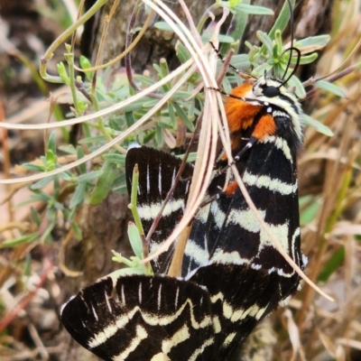 Comocrus behri (Mistletoe Day Moth) at Gundaroo, NSW - 13 Feb 2023 by Gunyijan