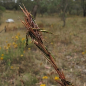 Cymbopogon refractus at Deakin, ACT - 3 Jan 2016