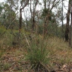 Cymbopogon refractus at Deakin, ACT - 3 Jan 2016