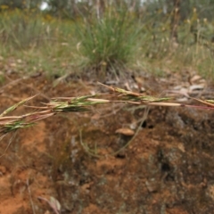 Cymbopogon refractus at Deakin, ACT - 3 Jan 2016