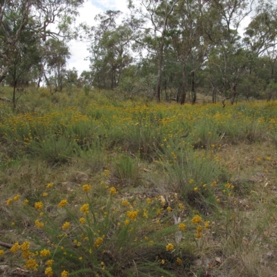 Chrysocephalum semipapposum (Clustered Everlasting) at Deakin, ACT - 3 Jan 2016 by AndyRoo