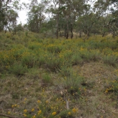 Chrysocephalum semipapposum at Deakin, ACT - 3 Jan 2016