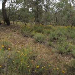 Chrysocephalum semipapposum at Deakin, ACT - 3 Jan 2016