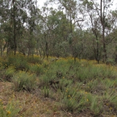 Chrysocephalum semipapposum at Deakin, ACT - 3 Jan 2016