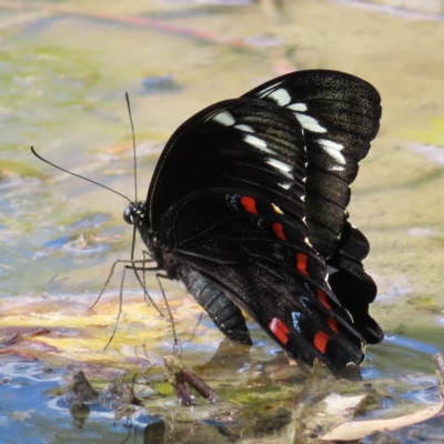 Papilio aegeus (Orchard Swallowtail, Large Citrus Butterfly) at Fisher, ACT - 12 Feb 2023 by MatthewFrawley