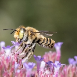 Megachile (Eutricharaea) serricauda at Macgregor, ACT - 13 Feb 2022