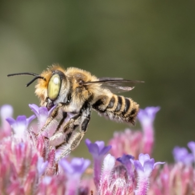 Megachile (Eutricharaea) serricauda (Leafcutter bee, Megachilid bee) at Macgregor, ACT - 13 Feb 2022 by Roger