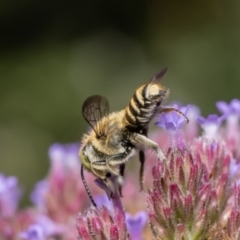 Megachile (Eutricharaea) serricauda at Macgregor, ACT - 13 Feb 2022