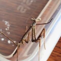 Archimantis sp. (genus) (Large Brown Mantis) at Yass River, NSW - 13 Feb 2023 by SenexRugosus