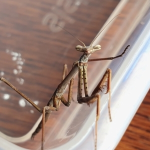 Archimantis sp. (genus) at Yass River, NSW - 13 Feb 2023 02:46 PM