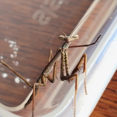 Unidentified Praying mantis (Mantodea) at Rugosa - 13 Feb 2023 by SenexRugosus