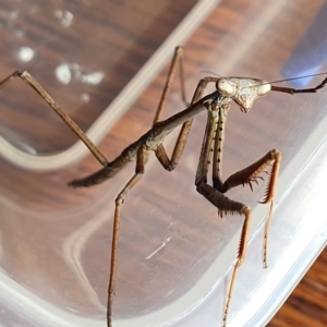 Archimantis sp. (genus) at Yass River, NSW - 13 Feb 2023 02:46 PM