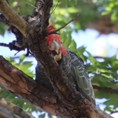 Callocephalon fimbriatum (Gang-gang Cockatoo) at Hughes, ACT - 11 Feb 2023 by LisaH