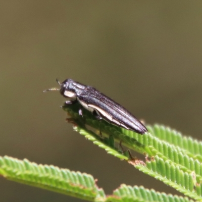 Agrilus hypoleucus (Hypoleucus jewel beetle) at Deakin, ACT - 12 Feb 2023 by LisaH