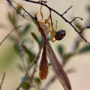 Nymphes myrmeleonoides at Deakin, ACT - 12 Feb 2023