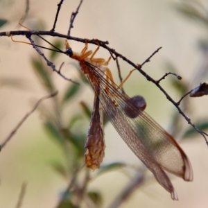 Nymphes myrmeleonoides at Deakin, ACT - 12 Feb 2023