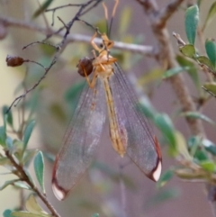 Nymphes myrmeleonoides at Deakin, ACT - 12 Feb 2023 11:35 AM