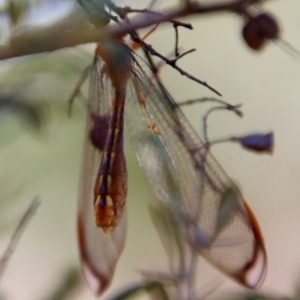 Nymphes myrmeleonoides at Deakin, ACT - 12 Feb 2023 11:35 AM