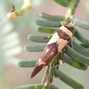 Macrobathra chrysotoxa at Murrumbateman, NSW - 13 Feb 2023 06:28 PM