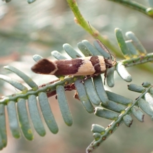 Macrobathra chrysotoxa at Murrumbateman, NSW - 13 Feb 2023 06:28 PM