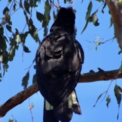 Zanda funerea at Deakin, ACT - 12 Feb 2023