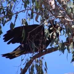 Zanda funerea at Deakin, ACT - 12 Feb 2023 11:55 AM