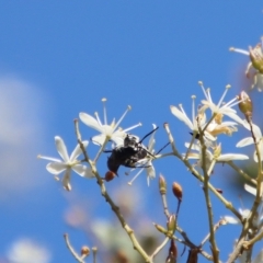 Apocrita (suborder) at Deakin, ACT - 12 Feb 2023